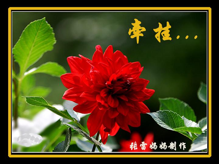 (2015/2/2 13:13:57) 最新主题 □39715乔乔父母:请